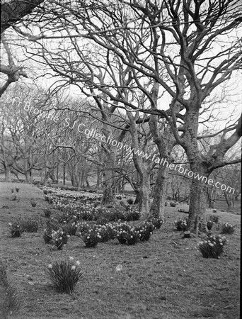 SAND AND DAFFODILS AT HORN HEAD HOUSE